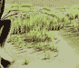 The Grass - Right Side - Zoom #1